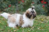 SHIH TZU 090